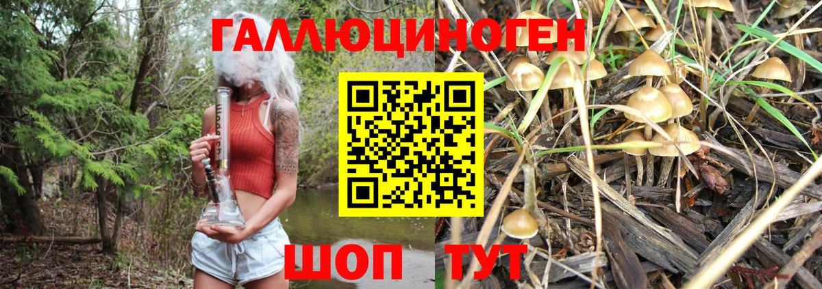 Галлюциногенные грибы GOLDEN TEACHER  цены   Новодвинск  Вход с VPN 